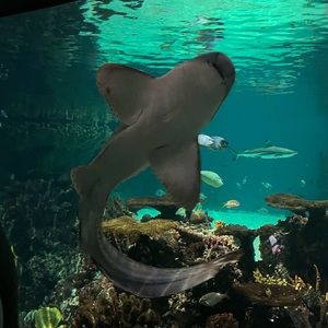 Meet your Posher, Josie